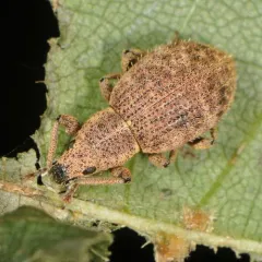 Strawberry Root Weevil thumbnail 3