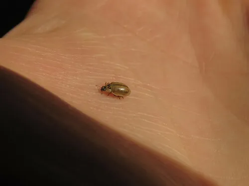 Larch Lady Beetle