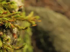Racomitrium varium thumbnail 4
