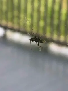 Grape Trunk Borer thumbnail 4