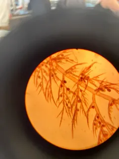 Scagelia pylaisaei thumbnail 4
