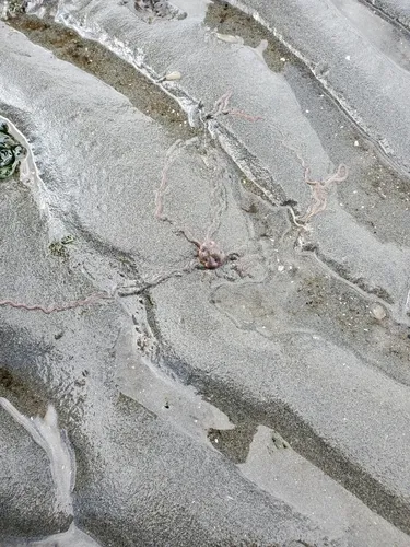 burrowing brittle star