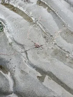 burrowing brittle star thumbnail 1