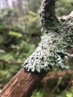 Heterodermia japonica thumbnail 4