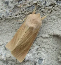Large Wainscot Moth thumbnail 4