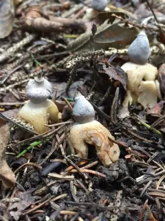 Four-rayed Earthstar thumbnail 2