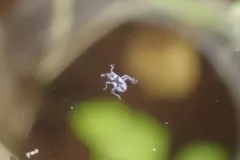 Microvelia buenoi thumbnail 4