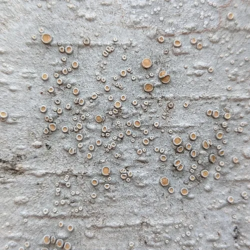 Smooth Saucer Lichen