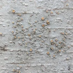 Smooth Saucer Lichen thumbnail 1