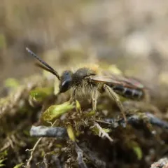 Miserable Mining Bee thumbnail 4