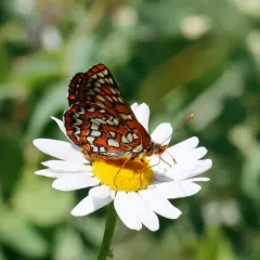 Anicia Checkerspot thumbnail 3