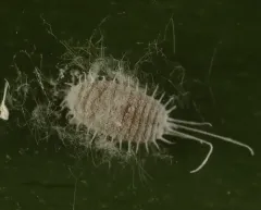 long-tailed mealybug thumbnail 2