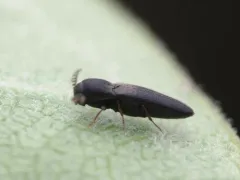 Lovely-horned False Click Beetle thumbnail 3
