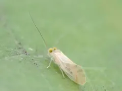 Xanthocaecilius sommermanae thumbnail 2