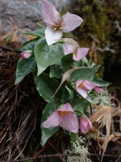 Hibberson's trillium thumbnail 2