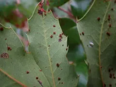 mahonia rust thumbnail 2