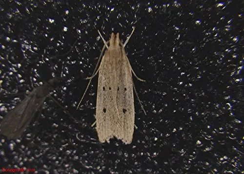 Helcystogramma melanocarpa