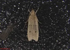 Helcystogramma melanocarpa thumbnail 1