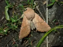 Orthosia ferrigera thumbnail 1