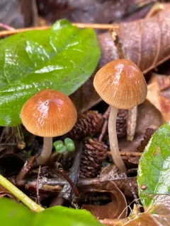 Psathyrella borealis thumbnail 3