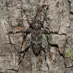 Banded Graphisurus thumbnail 3