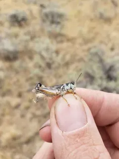 Alpine Spur-throat Grasshopper thumbnail 3