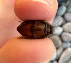 Woodland Predaceous Diving Beetle thumbnail 2