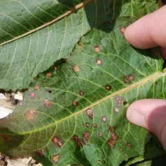 Ramularia rubella thumbnail 3