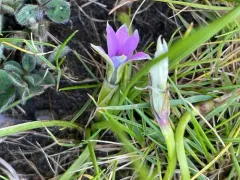 Rosy sandcrocus thumbnail 4