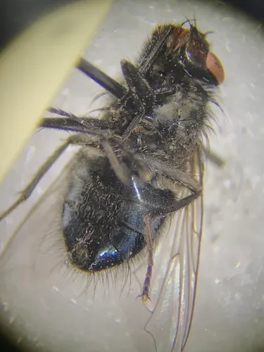 Calliphora coloradensis