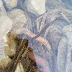 North American Medicinal Leech thumbnail 3
