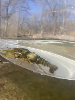 Golden Crayfish thumbnail 3