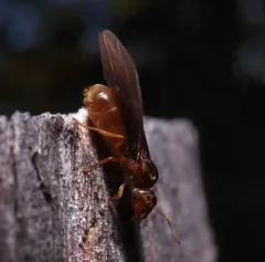 New World Fuzzy Ant thumbnail 4