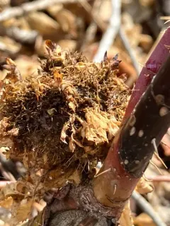 Diplolepis californica thumbnail 3