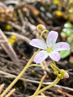 Sand Springbeauty thumbnail 3