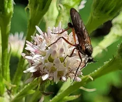 Empis barbatoides thumbnail 3