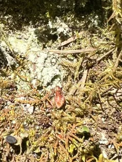 Pachyrhinus cinereus thumbnail 3