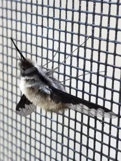 Bombylius anthophilus thumbnail 3