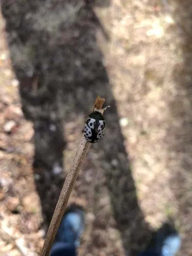 Elm Calligrapher Beetle