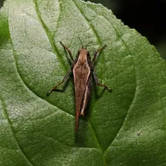 Black-sided Pygmy Grasshopper thumbnail 2