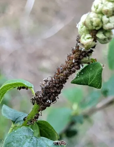 California Lilac Aphid