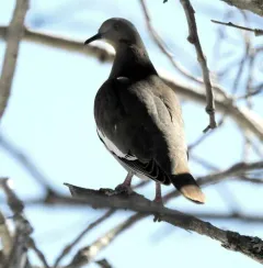 White-winged Dove thumbnail 3