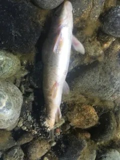 Klamath Smallscale Sucker thumbnail 2