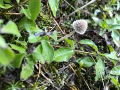 Psathyrella frustulenta thumbnail 3