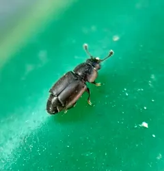 Carpophilus brachypterus thumbnail 3