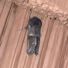 Gray Sallow thumbnail 2