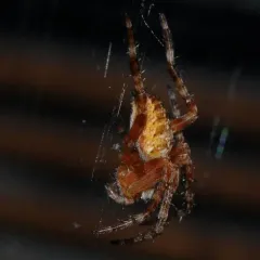 Cross Orbweaver thumbnail 4