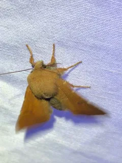 Orthosia ferrigera thumbnail 3