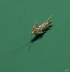 Cherry Leafroller Moth thumbnail 2