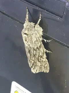 Boreal Fan Moth thumbnail 3